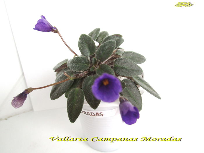 Vallarta Campanas Morades (23-02-2015) - Violete 2015