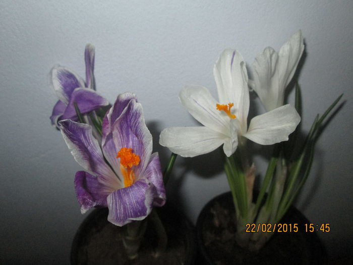 IMG_0591 - Flori februarie 2015
