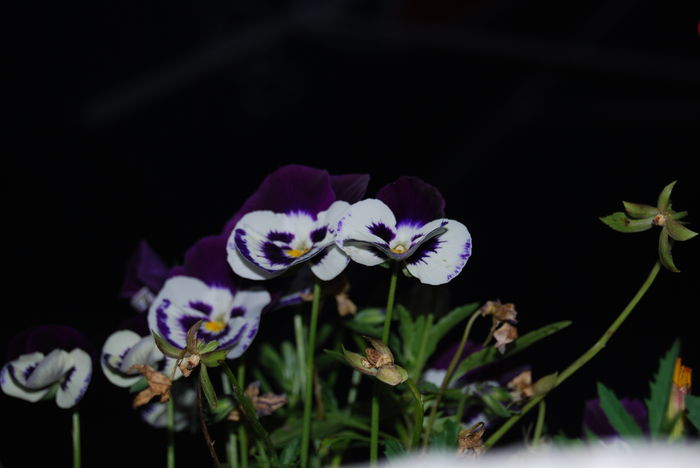 DSC_2889