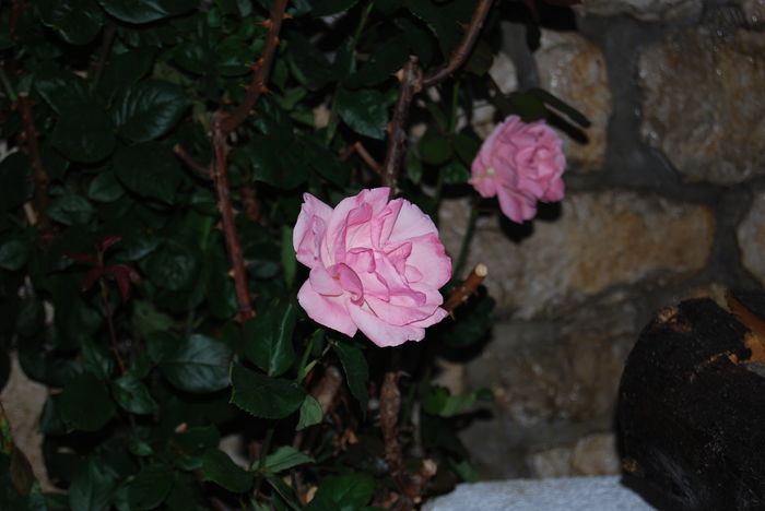 DSC_2892