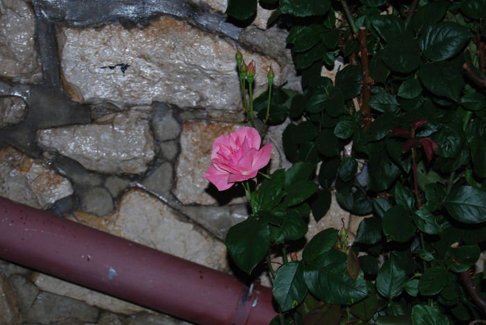 DSC_2894