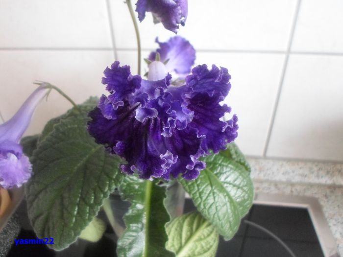 567  Streptocarpus Justa