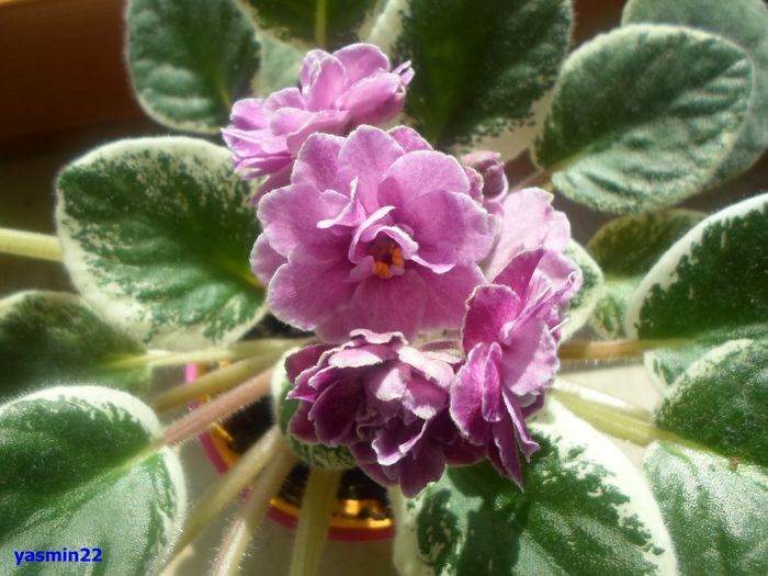 693Saintpaulia Ma´s Show Girl