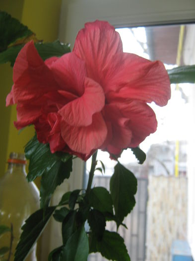 Picture My plants 2282 - Hibiscus Classic Corai