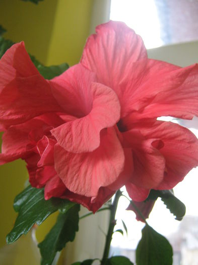 Picture My plants 2284 - Hibiscus Classic Corai