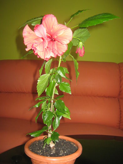 Picture My plants 2288 - Hibiscus Classic Corai