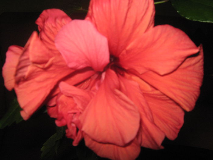 Picture My plants 2289 - Hibiscus Classic Corai