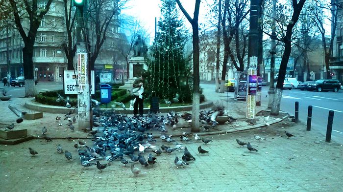 Porumbei PIATA ROSSETI - Porumbei din Bucuresti