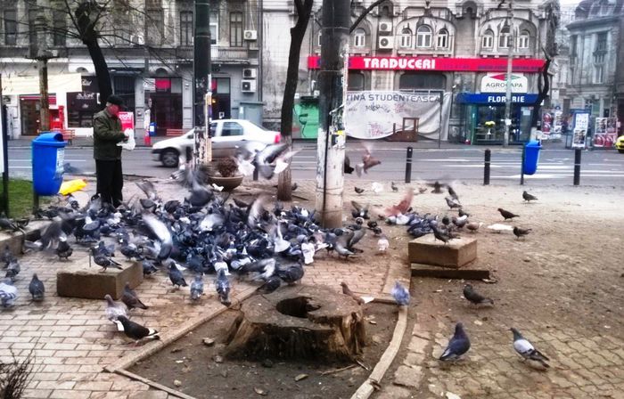  - Porumbei din Bucuresti