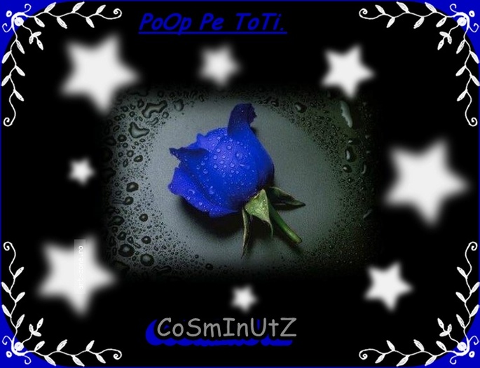 blue_rose[2]