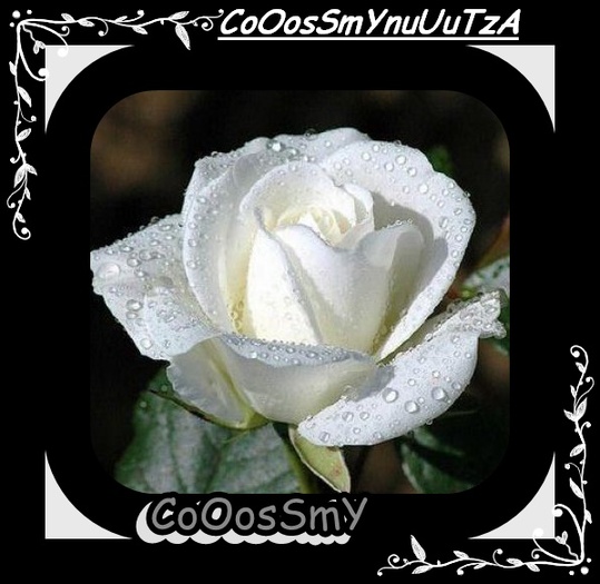 f_whiterose1m_71a9edb[2] - poze facute in photoscape