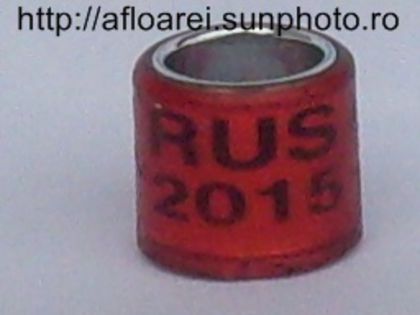 rus 2015 r - RUSIA