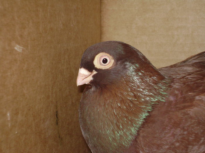 M 7970 II