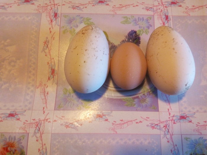 oua de la perechea de metisi - Oua de gasca-primele din 2015