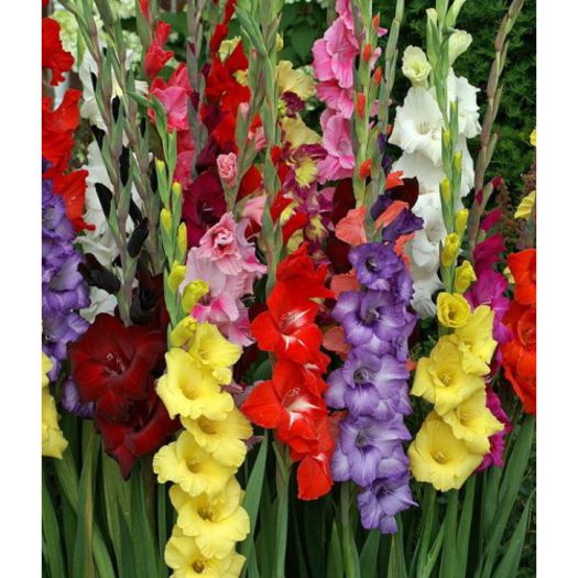 bulbi-gladiole-ieftine-mixte-500x500 - gladiole bulbi de vanzare