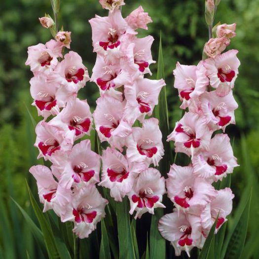 gladiole%20wineand%20roses-500x500 - gladiole bulbi de vanzare