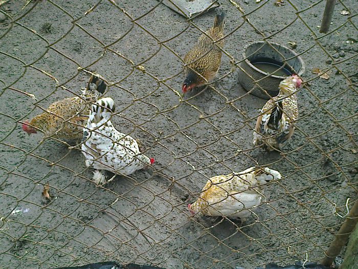 Fotografie2288 - N GAINI PITUCE