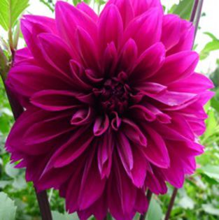 20120830_dahlias_0006_thumb[10]