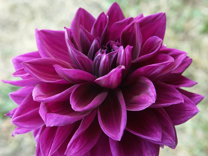 Dahlia_-__Thomas_Edison__cultivar