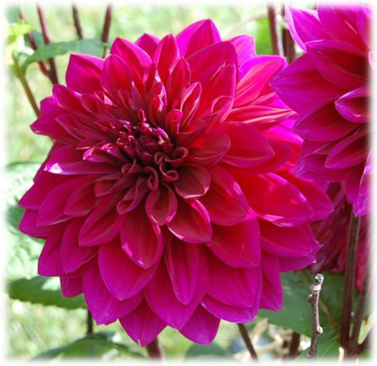 dahlia-thomas-edison-162-p - Dalii bulbi pe comanda