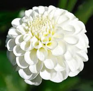 dalia snowflake