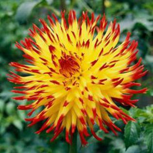 f54414c616cfa7007c8b9c9ee1dacba8