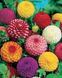 images4ABCSP5S - Dalii bulbi pe comanda