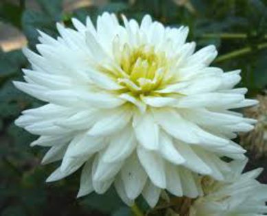 imagesLOJBVA64 - Dalii bulbi pe comanda