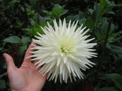 imagesU7FCV12l - Dalii bulbi pe comanda