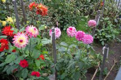 imagesXT3ZVHVO - Dalii bulbi pe comanda