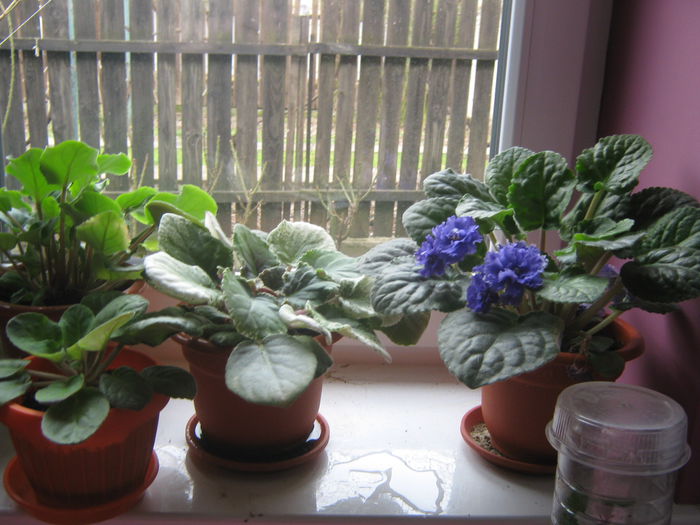 Picture My plants 2296 - Violete de Parma