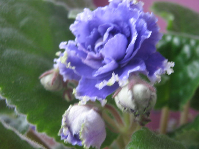 Picture My plants 2252 - Violete de Parma