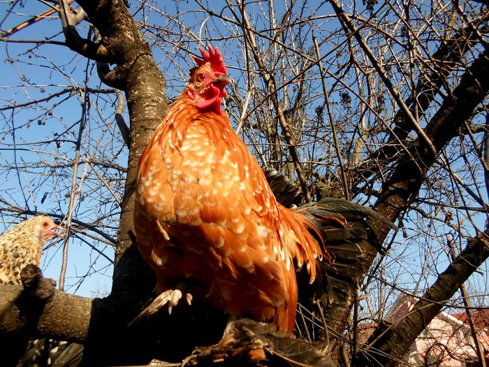 M 2014, Portocaliu bobat cu alb