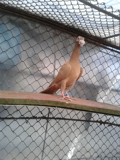 Fotografie0001 - carieri 2014 tineret