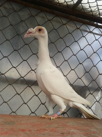 f 2014 - carieri 2014 tineret