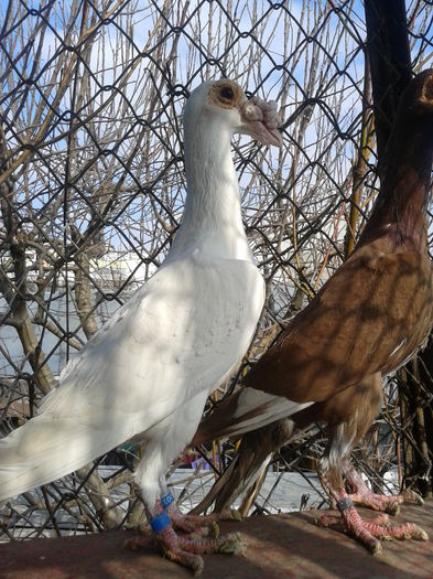 Fotografie0011 - carieri 2014 tineret