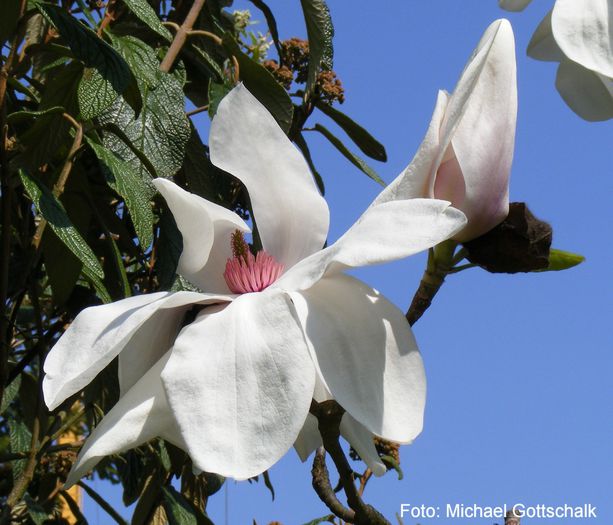 Albatross_01.100409_safe - MAGNOLII IN TOP DE LA A LA Z