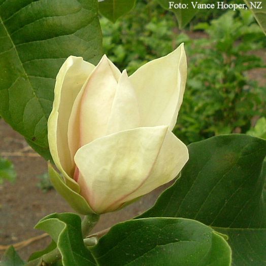 AMBROSIA_VANCE_safe - MAGNOLII IN TOP DE LA A LA Z