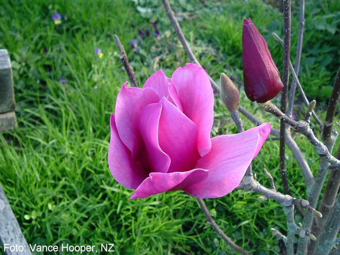 AMETHYST_FLAME_VANCE09-02_safe - MAGNOLII IN TOP DE LA A LA Z