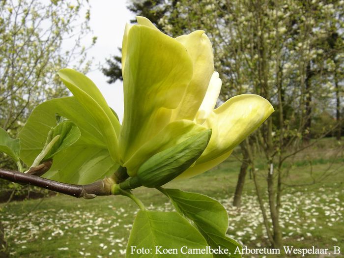 Anilou_koen_safe - MAGNOLII IN TOP DE LA A LA Z