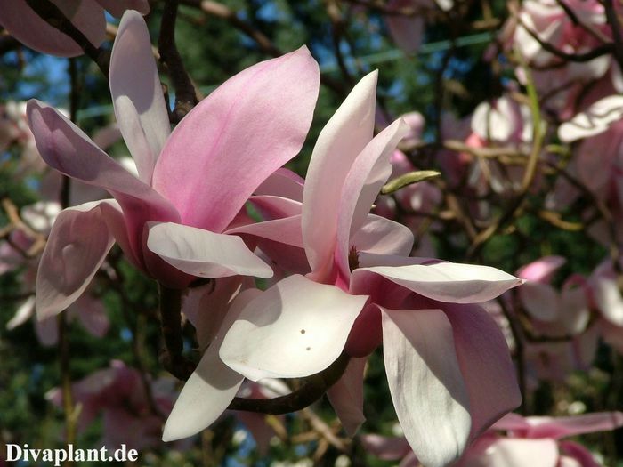 anne_Rosse_pic01_safe_aktuell - MAGNOLII IN TOP DE LA A LA Z