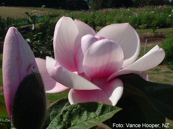 brixtonbelle_vance_safe - MAGNOLII IN TOP DE LA A LA Z