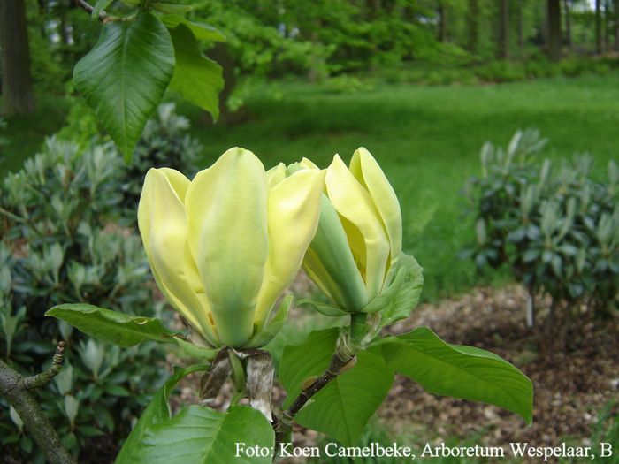 brookl.xacuminata_koen_safe - MAGNOLII IN TOP DE LA A LA Z
