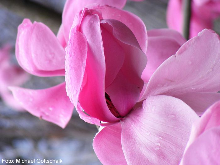 Burncoose_Purple01.050409_safe - MAGNOLII IN TOP DE LA A LA Z