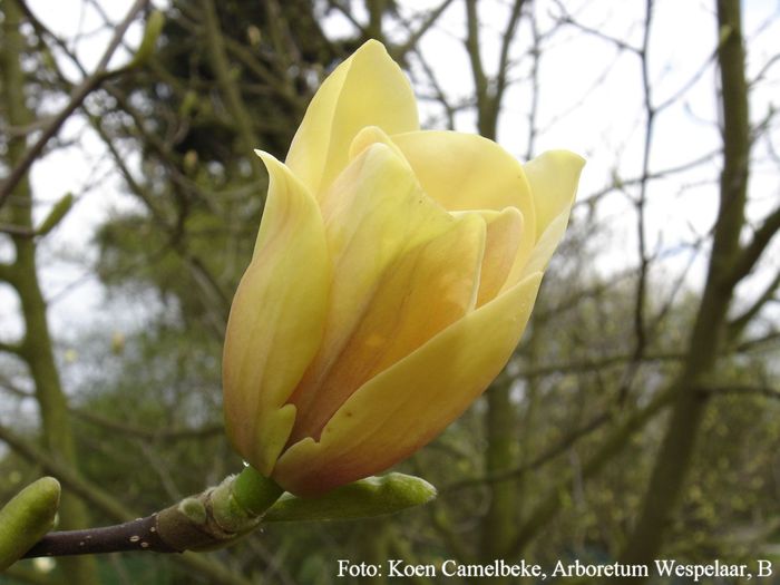 butterbowl_dvd_koen_safe - MAGNOLII IN TOP DE LA A LA Z
