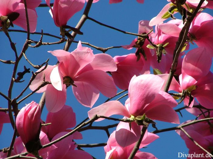 C.B._5_PIC1_aktuell_safe - MAGNOLII IN TOP DE LA A LA Z