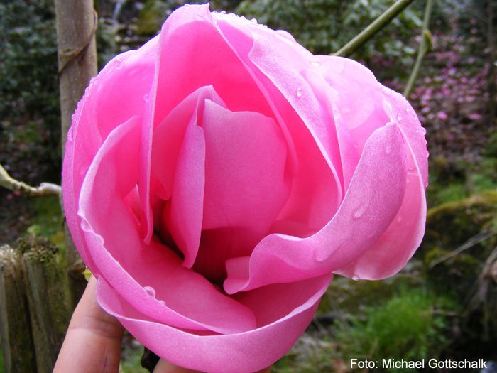 Caerhays_Belle02.050409_safe - MAGNOLII IN TOP DE LA A LA Z