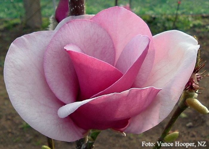 CAMEO2_VANCE_safe - MAGNOLII IN TOP DE LA A LA Z