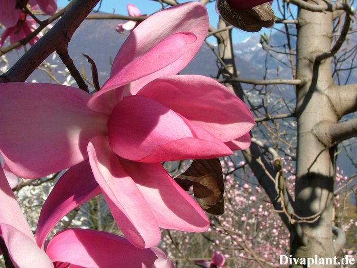 CAMPB._SIMSON_FORM_3_safe - MAGNOLII IN TOP DE LA A LA Z