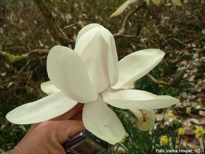 campbe.var.alba_vance_safe - MAGNOLII IN TOP DE LA A LA Z